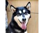 Adopt Ember a Black Alaskan Malamute / Mixed dog in Pittsburgh, PA (34785261)