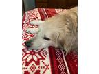 Adopt Kelly a Tan/Yellow/Fawn Great Pyrenees / Golden Retriever / Mixed dog in