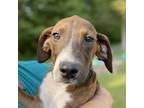 Adopt Maggie Augusta a Brown/Chocolate Coonhound / Mixed Breed (Large) / Mixed