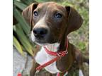 Adopt Mara Augusta a Brown/Chocolate Coonhound / Mixed Breed (Large) / Mixed dog