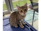 Adopt *SPRING a Brown Tabby Domestic Shorthair / Mixed (short coat) cat in