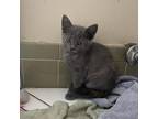 Adopt Nod a Gray or Blue Russian Blue / Mixed cat in Fort Lauderdale