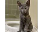 Adopt Bonnie a Gray or Blue Domestic Shorthair / Mixed cat in Fort Lauderdale