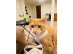 Adopt Oliver a Orange or Red Tabby Domestic Shorthair / Mixed cat in Bolton