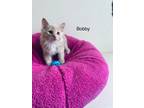 Adopt Bobby a Cream or Ivory Domestic Shorthair / Mixed cat in Surrey