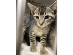Adopt BREEZE a Brown Tabby Domestic Shorthair / Mixed (short coat) cat in