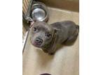 Adopt Nevada a Gray/Blue/Silver/Salt & Pepper American Pit Bull Terrier / Mixed