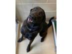 Adopt Bear a Black Labrador Retriever / Mixed dog in Newport News, VA (34788509)