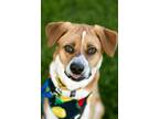 Adopt Cooper a Tan/Yellow/Fawn - with White Mixed Breed (Medium) / Mixed dog in