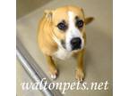 Adopt Tosha #8915 a Tan/Yellow/Fawn Pit Bull Terrier / Mixed dog in Monroe