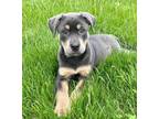 Adopt Sophie a Labrador Retriever / Hound (Unknown Type) dog in East Greenville