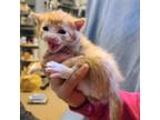 Adopt Ross a Orange or Red Domestic Shorthair / Mixed cat in Easton