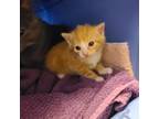 Adopt George a Orange or Red Domestic Shorthair / Mixed cat in Easton