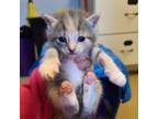 Adopt Phoebe a Gray or Blue Domestic Shorthair / Mixed cat in Easton