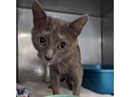 Adopt Rachel a Gray or Blue Domestic Shorthair / Mixed cat in Easton