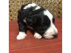 Border Collie Puppy for sale in Hazard, KY, USA