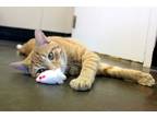 Adopt Thanos a Orange or Red Tabby Domestic Shorthair cat in Mebane