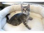 Adopt Lily a Gray, Blue or Silver Tabby Domestic Shorthair cat in Mebane