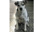 Adopt Roscoe a White - with Black Jack Russell Terrier / Mixed dog in Wesley