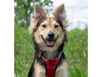 Adopt Jax a Shepherd (Unknown Type) / Husky / Mixed dog in Savage, MN (34788365)