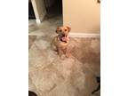 Adopt Maddon a Tan/Yellow/Fawn Labrador Retriever / Mixed dog in Sarasota