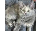 Adopt Gabbi a Gray or Blue Domestic Mediumhair / Domestic Shorthair / Mixed cat