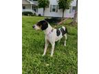Adopt Maggie B a Tricolor (Tan/Brown & Black & White) Bluetick Coonhound / Mixed