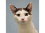Adopt Wee Man 31001-c a White Domestic Shorthair / Domestic Shorthair / Mixed