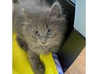 Adopt Goby a Gray or Blue Domestic Mediumhair / Domestic Shorthair / Mixed cat