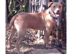 Adopt Cheddar a Tan/Yellow/Fawn Labrador Retriever / Mixed dog in Muskogee