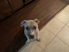 Adopt Smokey a White - with Tan, Yellow or Fawn American Staffordshire Terrier /