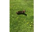Adopt Lulu a Brown/Chocolate Dachshund / Mixed dog in Brunswick, OH (34779703)