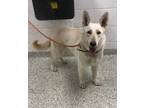 Adopt Guinevere a White German Shepherd Dog / Mixed dog in Kansas City