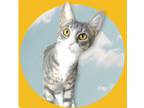 Adopt Seagrass a Gray, Blue or Silver Tabby Domestic Shorthair / Mixed cat in