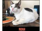 Adopt Noah a Domestic Shorthair / Mixed cat in Phillipsburg, NJ (34787979)