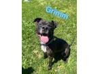 Adopt Grimm a Black American Pit Bull Terrier / Boxer / Mixed dog in Louisville