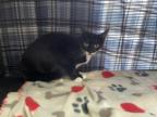 Adopt Frannie a Black & White or Tuxedo Domestic Shorthair (short coat) cat in