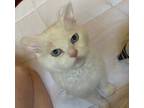 Adopt Seymour a White Domestic Shorthair / Domestic Shorthair / Mixed cat in