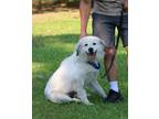 Adopt Poetry a White Great Pyrenees / Mixed dog in Barrington, RI (34787255)