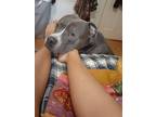 Adopt Zeus a Brindle - with White American Pit Bull Terrier / Mixed dog in
