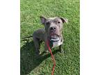 Adopt Matinee a American Pit Bull Terrier / Mixed dog in Richmond, VA (34787589)