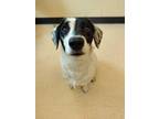 Adopt Randi a White Beagle / Mixed dog in Westland, MI (34787542)