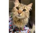 Adopt Bastet a Domestic Longhair / Mixed (short coat) cat in Fall River