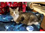 Adopt Wendy a Domestic Shorthair cat in Mebane, NC (34781492)