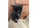 Adopt Ruffles a All Black Domestic Shorthair cat in Mebane, NC (34781490)