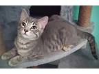 Adopt Amelia A a Gray, Blue or Silver Tabby Domestic Shorthair (short coat) cat