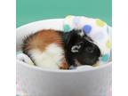 Adopt Juliet a Guinea Pig small animal in Murray, UT (34786460)