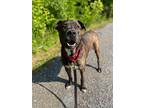 Adopt Pooh Bear a Brindle - with White American Pit Bull Terrier / Boxer / Mixed