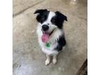 Adopt Arlo a White - with Tan, Yellow or Fawn Border Collie / Mixed dog in Gig