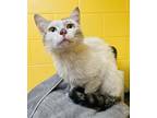 Adopt Bert a Domestic Shorthair / Mixed (short coat) cat in Lunenburg